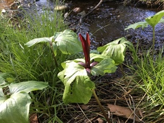 Trillium angustipetalum