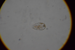 Euglypha
