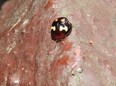 Derispia maculipennis