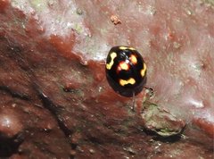 Derispia maculipennis