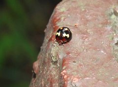 Derispia maculipennis