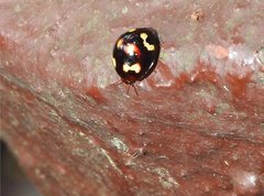 Derispia maculipennis