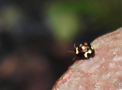 Derispia maculipennis