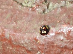 Derispia maculipennis