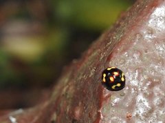 Derispia maculipennis