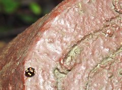 Derispia maculipennis