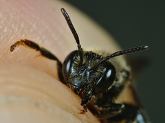 Macropis fulvipes