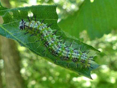 Compton Tortoiseshell