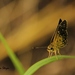 Spangled Skipper - Photo (c) Lauren Steyn, some rights reserved (CC BY-NC-ND), uploaded by Lauren Steyn