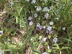 Nemophila maculata