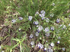 Nemophila maculata