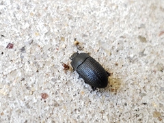 Asiopus minimus