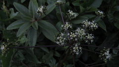 Myrrhidendron glaucescens