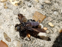 Galactomyia
