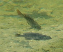 Lepomis macrochirus purpurascens