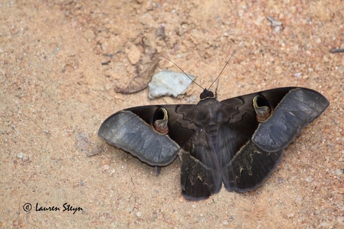 Cyligramma fluctuosa