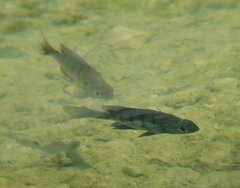 Lepomis macrochirus purpurascens