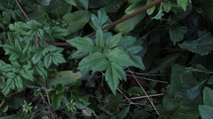Myrrhidendron glaucescens