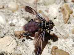 Galactomyia