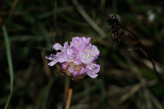 Armeria arenaria