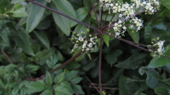 Myrrhidendron glaucescens