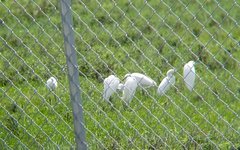 Egretta thula