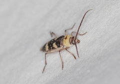 Megacyllene antennata