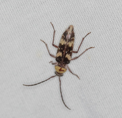 Megacyllene antennata