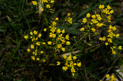 Rorippa pyrenaica