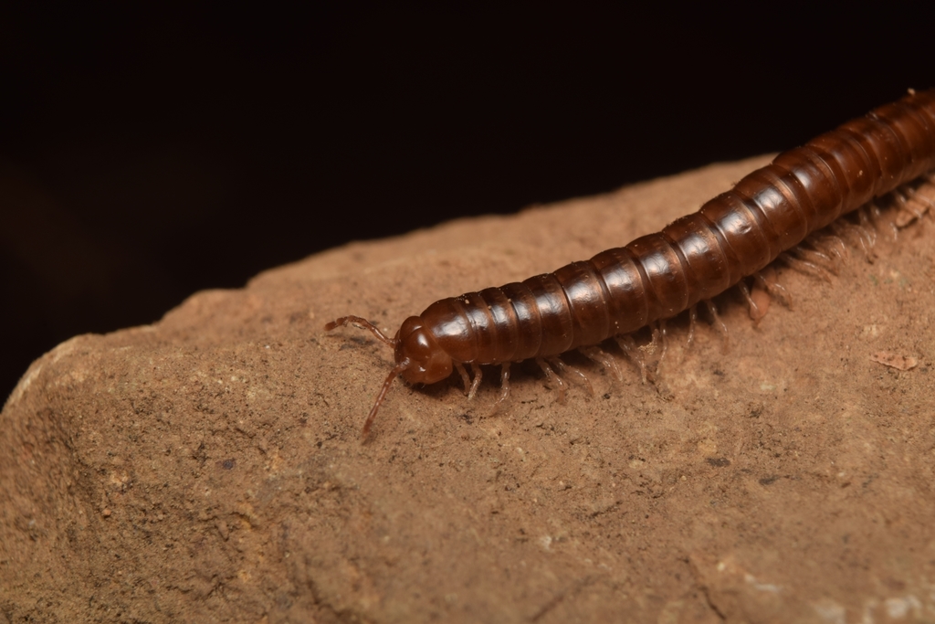 Ologonosoma robustum