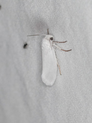 Tegeticula yuccasella