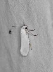 Tegeticula yuccasella