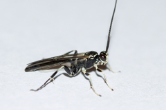 Cratichneumon sublatus