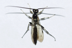 Cratichneumon sublatus