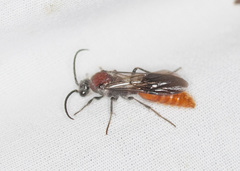 Sphaeropthalma imperialis