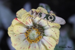 Pseudocreobotra wahlbergi