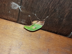 Pycnopalpa bicordata