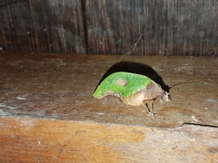 Pycnopalpa bicordata