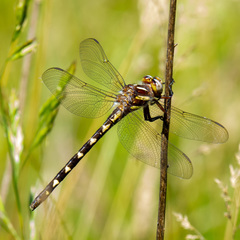 Cordulegaster bilineata