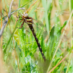 Cordulegaster bilineata