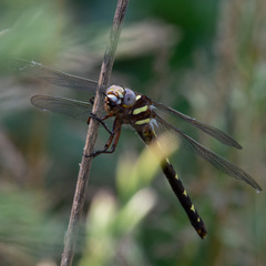 Cordulegaster bilineata