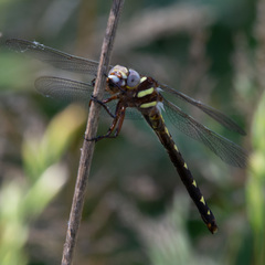 Cordulegaster bilineata