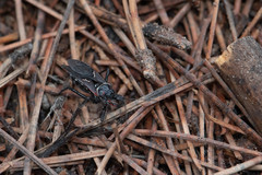 Apiomerus montanus