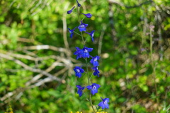 Delphinium alabamicum