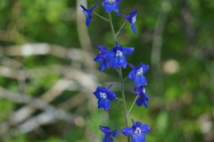 Delphinium alabamicum
