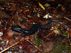 Plethodon teyahalee