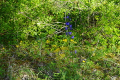 Delphinium alabamicum