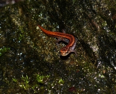 Desmognathus aeneus