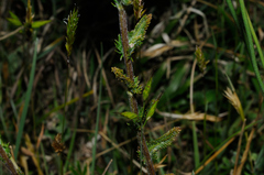 Achillea tomentosa