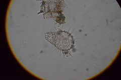 Euglypha strigosa
